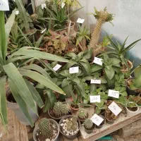 گل وگیاه نصف قیمت بازار|گل و گیاه طبیعی|یزد, |دیوار