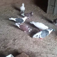 ۱۰کبوتر فروشی|پرنده|خوسف, |دیوار