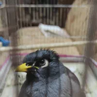 مرغ مینای سخنگو