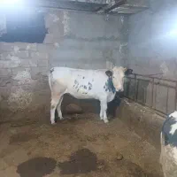 گوساله ماده