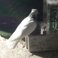 چند عدد کبوتر طوقی|پرنده|یاسوج, |دیوار