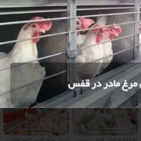 مرغ مادر|حیوانات مزرعه|اهواز, حصیرآباد|دیوار