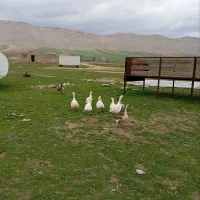 غاز|حیوانات مزرعه|کرمانشاه, |دیوار