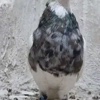 طوقی شکلاتی