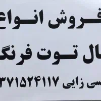 فروش نهال توت فرنگی
