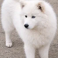 سامویید جذاب