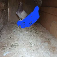 سلام یک عدد کاغذی هفرنگ نر