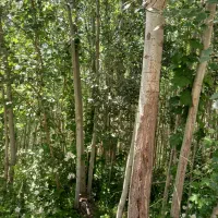 درخت کبوده|گل و گیاه طبیعی|بابا حیدر, |دیوار