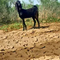 بز جوان پاکستانی اصل