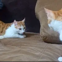 گربه ‌dsh نر