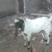 نربز درج یک