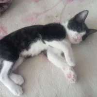 پناهگاه امن برای گربه آسیب دیده|گربه|بروجرد, |دیوار