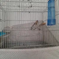 سهره جوجه قفس