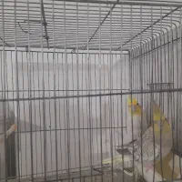 یک جفت،عروس هلندی سالم دونه ۸۰۰