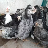 نیمچه و جوجه های گلین|حیوانات مزرعه|رامهرمز, |دیوار