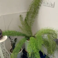 فروش گل های طبیعی