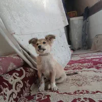 سگ پاکوتاه