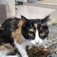 گربه عقیم شده