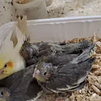 جوجه عروس سرلاکی نرم خور|پرنده|رشت, فلسطین|دیوار