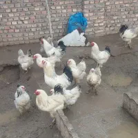 مرغ و خروس براهما