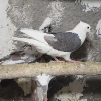 کبوتر بی کاکول