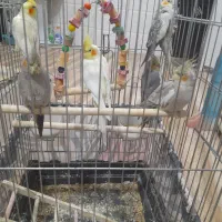 عروس هلندی همه نو فروشی