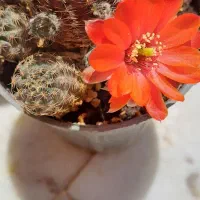 ۴عددگلدان کاکتوس به فروش میرسد|گل و گیاه طبیعی|شاهین‌شهر, نظامی|دیوار