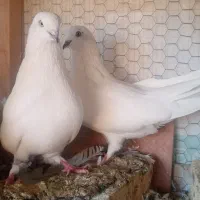 کبوتر