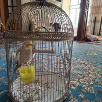 عروس هلندی