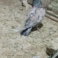 سبز پلاکی دو خط هفترنگ نر کله سینه زرد|پرنده|مشهد, شهرک صنعتی توس|دیوار