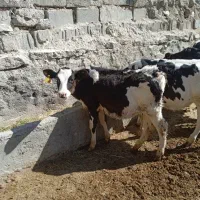 گوساله ماده 4ماه