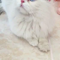 گربه پرشین اصیل سفید