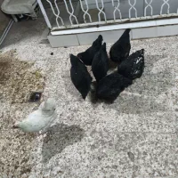 مرغ تخم آبی