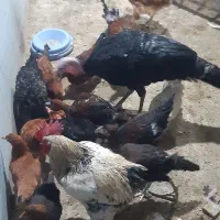 فروش تعدادی مرغ خروس گلپایگان گردن لخت و کاسرک|حیوانات مزرعه|کرمان, |دیوار