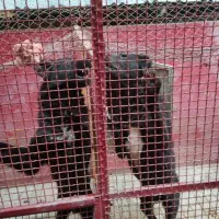 سگ نگهبان|سگ|صفادشت, |دیوار