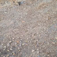 ماده سرابی|سگ|بستان آباد, |دیوار