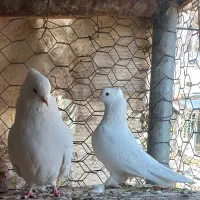 کفتر کاکلی و پاپر سفید ساب پایونیر