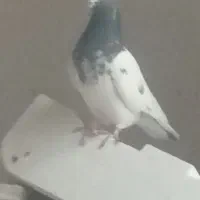 اول پایین را بخوان|پرنده|میاندوآب, |دیوار