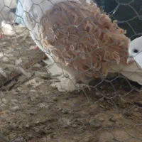 کبوتر جکسون نر و جوجه دم چتری|پرنده|پاکدشت, پاکدشت (مامازند)|دیوار