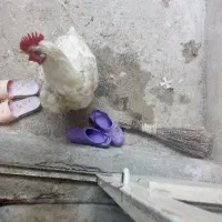 مرغ گوشتی هفت کیلویی خروس چینی