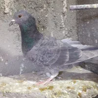 کبوتر گرفتنی و جوانه|پرنده|سبزوار, پاسداران|دیوار