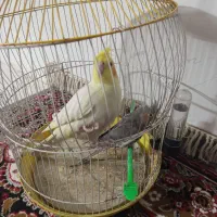 عروس هلندی
