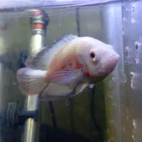 ماهی اسکار آلبینو و ماهی مولی مولد