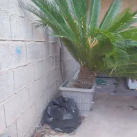 گل سیکاس ۱۰ ساله بزرگ