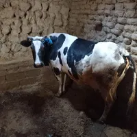 دو عدد گاو محلی به همراه ۲عدد گوساله نر|حیوانات مزرعه|شیروان (خراسان), |دیوار