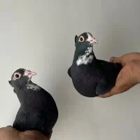 پلنگ کلاهی