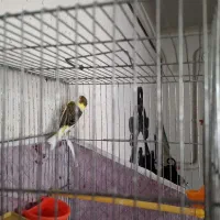 قناری قورولتی