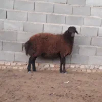 بره نر همو و هترو