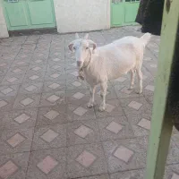 گیسه سانن و دوتا بره نر.راور|حیوانات مزرعه|راور, |دیوار