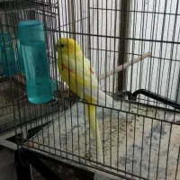 طوطی آوازه خوان